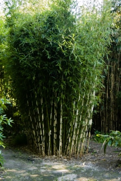 Бамбук Пінгу